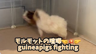 モルモットの大喧嘩 guineapigs fighting