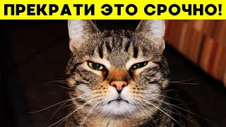 9 вещей, которые КОШКИ НЕНАВИДЯТ! Ты будешь в шоке!