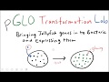 pGLO Bacterial Transformation Lab