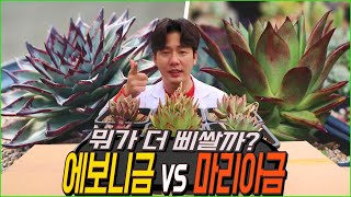 다육이 에보니금과 마리아금 어떤게 더 좋은 식물일까?? - 댓글읽기 (succulent gardenning)