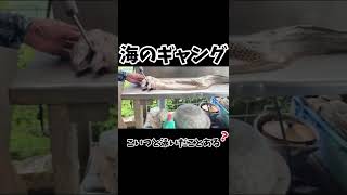 宮古島のダイビング中に遭遇！ #shorts