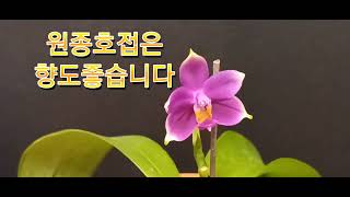 ###원종호접란비올레시아세룰#2022년 9월 29일