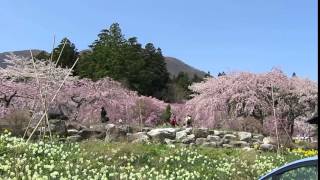 光前寺の桜