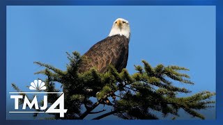 Nesting bald eagles are causing a stir in this Wisconsin community