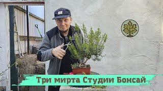 Три мирта Студии бонсай / формируем мирт как бонсай @Studio.Bonsai