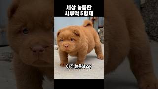 세상 늠름한 시루떡 5형제