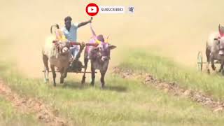 सभापती केसरी मैदानात गट पास हारण्या 622 आणि रायफल#shortsfeed#bakasur#cow#bull#shortvideos #viral