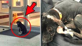 The dog sat at the door of the school every day. The teacher did an Incredible thing!