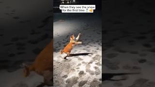 These cats are so cute 🥰😻#funnyshorts #funnyvideo #funnymoments #funnycats #funny #shorts