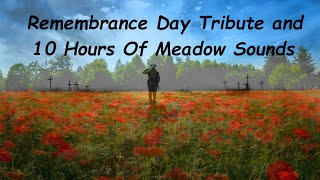 Remembrance Day Tribute and Tranquil Fall Meadow Ambience