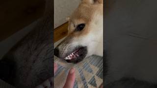 柴犬マツ、乳歯が沢山抜けたから歯並び確認してみた#shibainu #柴犬 #癒し #歯#癒し