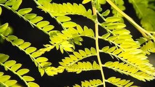 Gleditsia triacanthos 'Sunburst'