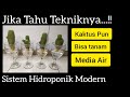 Cara Tanam Kaktus Media Air/ Tanaman Hias Sistem Hidroponik Modern..!! kaktus & Sukulen pun Bisa..!!