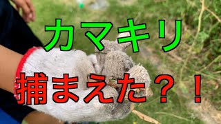 巨大？カマキリを捕まえるぞ