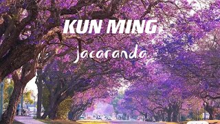 ［4K HDR］蓝花楹：唯有热爱，可抵岁月漫长|Jacaranda: love is the only thing that is worth the years long