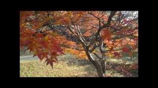 紅葉の忘れな歌　紅葉の森　①　福智山ろく花公園　福岡県直方市永満寺