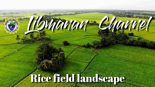 Rice field landscape - Philippines,Camarines Sur,Libmanan,フィリピン,Drone