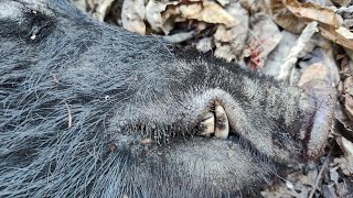 Cracked Bow and a Big Boar Hunting Tale