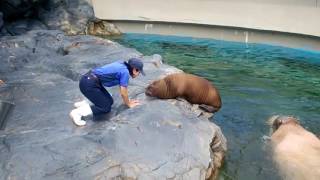 2016．7．16  セイウチのリル生後２ヶ月２週間  鴨川シーワールド