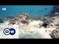 Myanmar: Protecting the treasures of the Mergui Archipelago | Global 3000