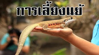 การเลี้ยงแย้ | เพื่อบริโภค | และอนุรักษ์ |