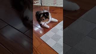 シェルティのホームズ成長日記🐶🏡19日目🎂86日目🐾 Sheltie Dog HolmesGrowthDiary🍀№14　初めてのリードつけた日