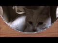 猫が怨念！変なのが映ってるよ 2016.06.28 catsdiary【猫の動画日記】