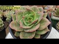 아띠아다육 명품다육 놀라운가격에판매 다육이 다육판매 succulents 多肉植物 명품다육