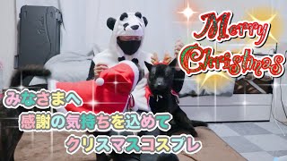 みなさまへ感謝の気持ちを込めてメリークリスマス　甲斐犬のクリスマスコスプレ