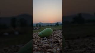 Planting dream in the mango seed!  #nature #farminglife #farming  #mangofarm  #photography #travel