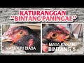 Ayam berkaturanggan bintang ⭐ paningal pada mata sebelah.