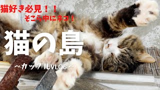 【ネコの島】猫好き必見！！カップルでネコがいっぱいいる島に行ってきました！