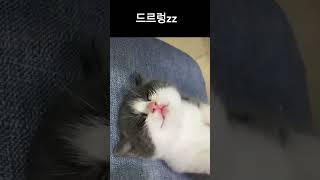 귀엽고 웃기고 사랑스런 댕댕이와 고양이 모음#냥냥이#꼬물이