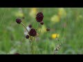 sanguisorba officinalis 4822