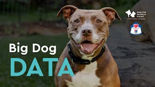 Big Dog Behavior Data Webinar | Shelter Animals Count with Hill's Pet Nutrition