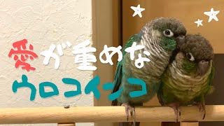 愛が重いインコの体勢〜ウロコインコの習性〜