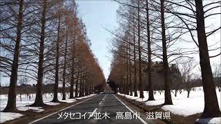 メタセコイア並木　高島市　滋賀県 A metasequoia-lined street Takashimashi Shiga Japan 03/2022