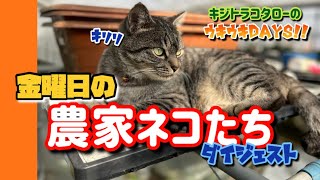 【農家ネコたちの金曜日】今日もいい1日だったネコと農民🐈‍⬛🐈👨‍🌾