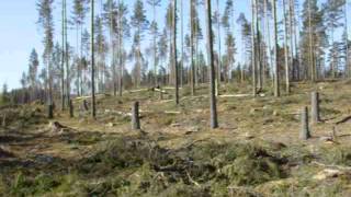 Kalhygge Storfors Vargskogen 06- Panorama övre del av hygget med tillfälliga frötallar.AVI