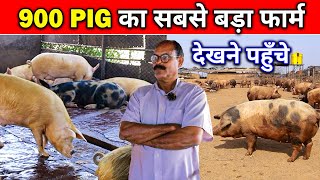 Pig Farm Tour। 900 Pig का सबसे बड़ा फार्म 😱 ✅ ।। Worker Management in Pig Farm। #omprakashausar