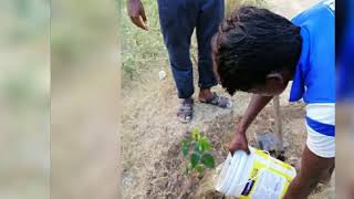 Tree Planting in Surandai