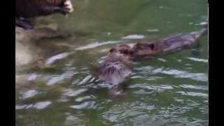 【2012/07/01】浜松市動物園 ちびビーバー その1