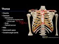 Superior Mediastinum and Root of Neck - Osteology