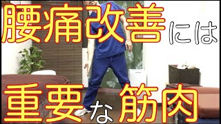 腰痛改善には非常に重要な筋肉です！　　横浜市中区【腰痛専門】整体院桜花