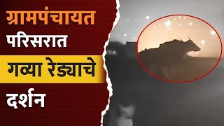 ग्रा.पं. परिसरात गव्या रेड्याचे दर्शन | भीतीचं वातावरण | Gavareda