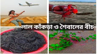 Red crabs and algae from Nuniyachara beach in Cox's Bazar