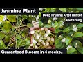 Pruning Jasmine Plant | Flowers Guaranteed in 4 Weeks | Growing Jasmine Plant Guide