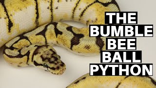 Morph Guide #9: The Bumble Bee Ball Python - Benjamin's Exotics