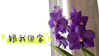 【23080】从兰展带回家的兰花，蝴蝶兰/国兰/万代兰，2023/05/26 Orchids Out West （Racecourse Rd, Clarendon）【静姐说花】