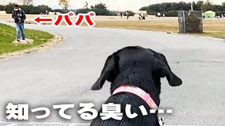 散歩中にいるはずのないパパとすれ違ったラブラドールレトリバー